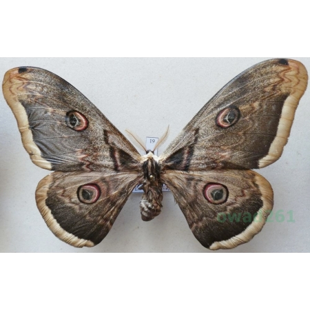 Saturnia pyri (Denis & Schiffermüller, 1775) male Pawica gruszówka ex. ovo Czech 113mm19